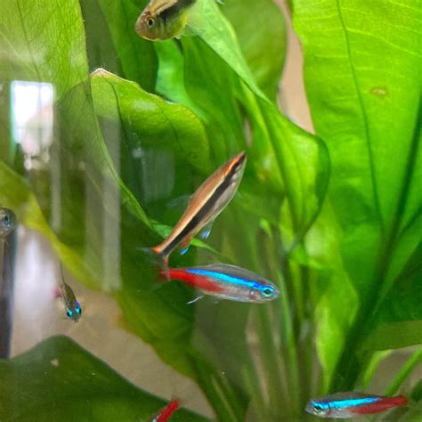 pencil fish|Pencilfish : Full Care Guide, Breeding, Tank Size and Disease.